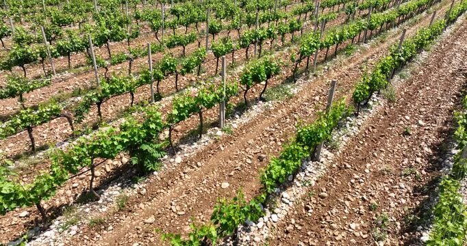 Rows of grape vines grow in a vineyard The ground is rocky and dry The plants have green leaves Aerial shot