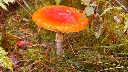 a lonely orange mushroom in a coniferous forest