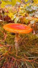 charming early morning fly agaric in autumn colors