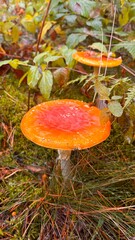 Mushrooms in mossy autumn forest 