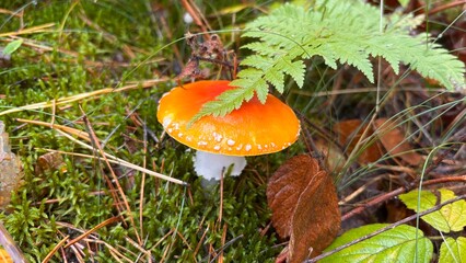 Bright mushrooms on forest floor
