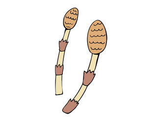 つくし