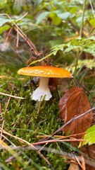Orange red mushrooms growing outside