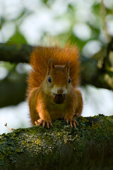 Red squirrel perching on a tree branch holding a walnut in mouth close-up	