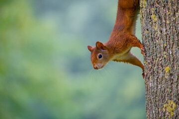 Red squirrel perched on tree trunk with blurred background