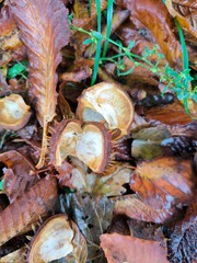 plant, autumn, nature, leaf, red, green chestnuts, chestnut on the ground, chestnut in autumn, leaves