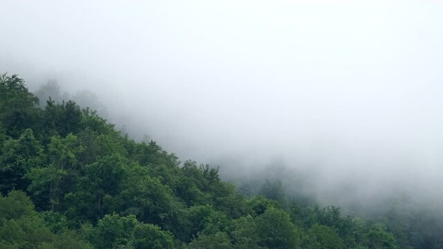 A view of green trees disappearing into a cloud of fog The light is dim The sky is overcast The trees sit on the side of a hill