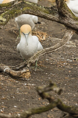 ニュージーランド　オークランド近郊にあるムリワイ・ビーチのガネットコロニーに生息するカツオドリ