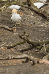 ニュージーランド　オークランド近郊にあるムリワイ・ビーチのガネットコロニーに生息するカツオドリ