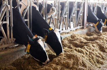 Cows feeding on hay in barn