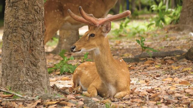 Barasingha swamp deer up-close sitting down forest ground wildlife wild animal