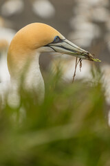 ニュージーランド　オークランド近郊にあるムリワイ・ビーチのガネットコロニーに生息するカツオドリ