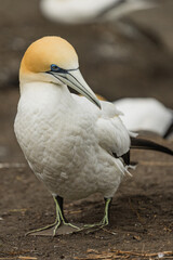 ニュージーランド　オークランド近郊にあるムリワイ・ビーチのガネットコロニーに生息するカツオドリ