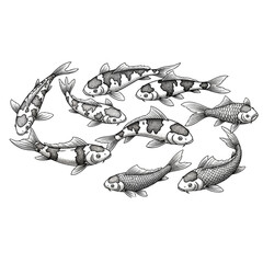 Illustration of a group of koi fish swimming together in a circular formation, detailed drawing.