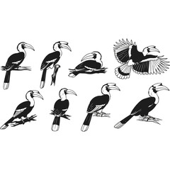 Collection of hornbills in various poses and actions