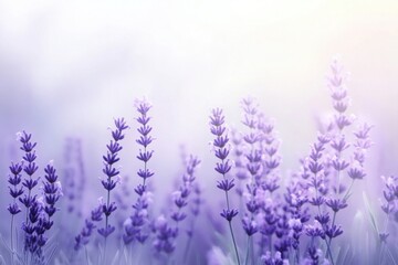 Fototapeta premium Lavender flowers on soft pink background perfect for wellness branding natural cosmetics and aromatherapy visuals