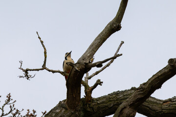 Great Spotted Woodpecker pearched in a dead tree in a public park.