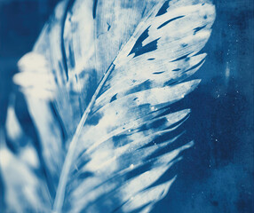 feather on blue water