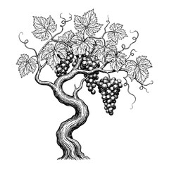 Vintage Grape Vine Trunk Plant Engraving Vector Illustration © trianatio