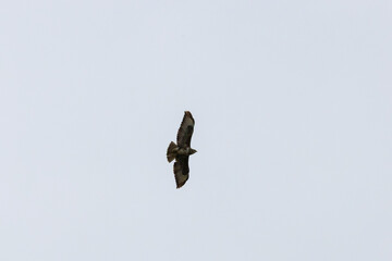 Adult Buzzard in flight with a white sky background