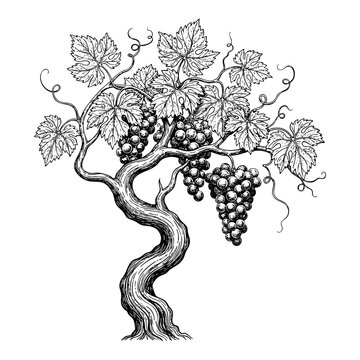Vintage Grape Vine Trunk Plant Engraving Vector Illustration