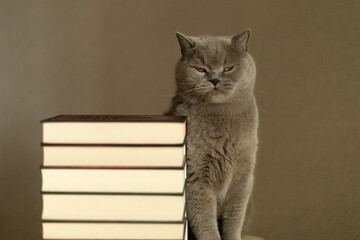 British Shorthair cat falling asleep while sitting near a pile of books