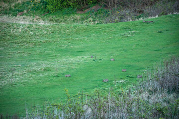 A peaceful scene of wild rabbits in a lush green meadow, showcasing the beauty of wildlife.