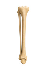 Detailed Illustration of Human Femur Bone in Isolated View