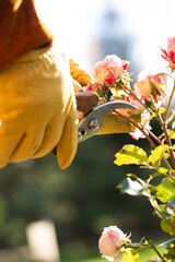 Pruning roses for winter, landscape design, a gardener pruning roses with pruning shears,...
