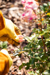 Pruning roses for winter, landscape design, a gardener pruning roses with pruning shears,...