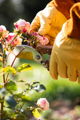 Pruning roses for winter, landscape design, a gardener pruning roses with pruning shears,...