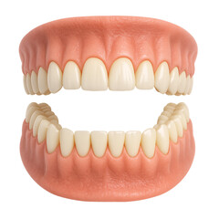 Obraz premium Realistic Human Teeth Model in Upper and Lower Jaw View
