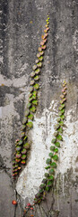 Vertical green vines on a old weathered wall.