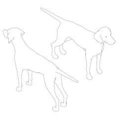 American Foxhound contour drawing features two realistic dogs with detailed fur and visible features. This black outline illustration on a white background is a free printable coloring page.