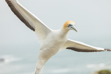 ニュージーランド　オークランド近郊にあるムリワイ・ビーチのガネットコロニーを飛ぶカツオドリ
