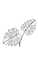 Line art illustration of two monstera leaves on white background  