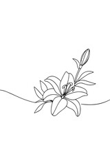 Line art of a lily flower with a bud and elegant outline  