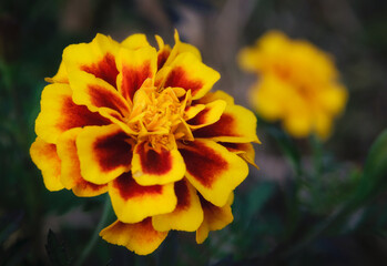 Close-up photo of yellow Tagetes flower (marigold). Selective focus.
