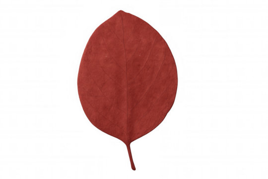 Red leaf presenting autumnal color and textured surface. Isolated object on a transparent background, ready for use