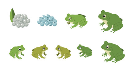 Frog life cycle chart featuring eggs to adult stages in colorful flat design