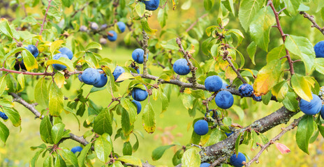 Ripe blackthorn berries  on a branch. Prunus spinosa,sloe.