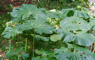 Petasites japonicus,also known as  japanese sweet coltsfoot, bog rhubarb, fuki, giant butterbur. Huge leaves of the plant.