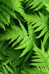 Vibrant green fern leaf background