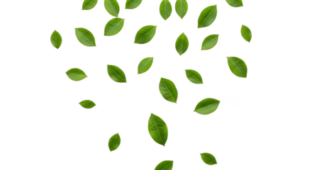 Scattered leaves dance across a dark canvas