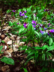 A vibrant purple wildflower displays its delicate petals and intricate details in a lush forest environment. Sunlight enhances its beauty amidst green foliage, highlighting spring's arrival.