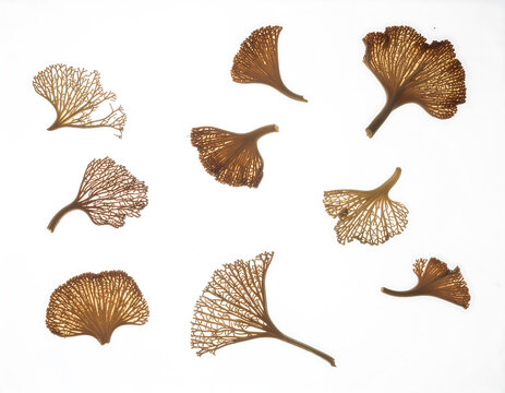 dried sea fan coral fragments Isolated on a pure white background  - Powered by Adobe