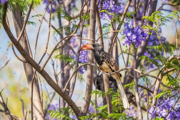 Calao de Namibie perché dans un arbre en fleurs