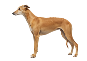 Isolated Greyhound standing in profile, a sleek dog breed known for its incredible speed