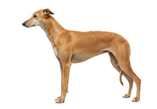 Isolated Greyhound standing in profile, a sleek dog breed known for its incredible speed