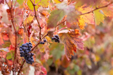 Autumn vineyards in La Rioja, Spain, where red and golden leaves frame ripe grape clusters under soft light, capturing the beauty, color, and seasonal transformation of traditional rural